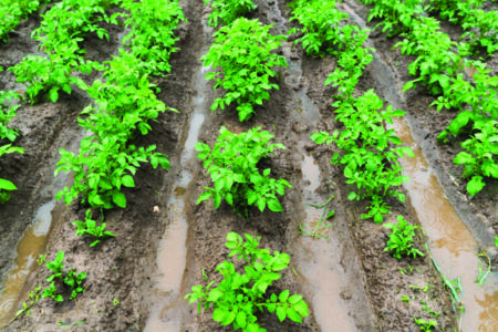 Potatoes in furrows with water after heavy rain. Agricultural disaster. Flood. High quality photo